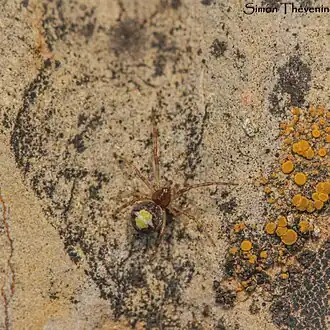 Witvlekheidekogelspin