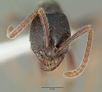 Simopelta laticeps