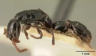 Simopone grandidieri