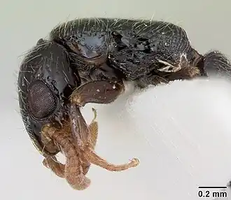 Simopone schoutedeni