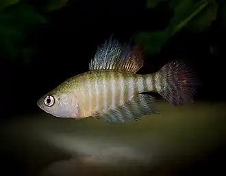 Simpsonichthys brunoi