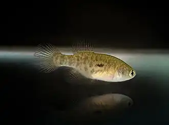 Simpsonichthys notatus