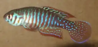Simpsonichthys santanae