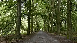 Fondatie van Boudelo: Liniedreef, Sinaai