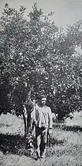 Arbeider bij een sinaasappelboom in Suriname, jaartal onbekend