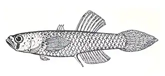 Mistichthys