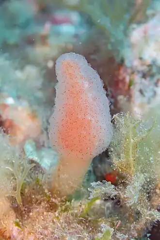 Pseudodistoma cyrnusense