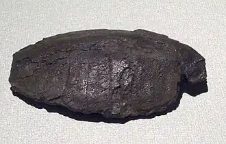 Sinaspideretes wimani, een fossiele soort uit de familie Carettochelyidae (een moderne soort: Nieuw-Guinese tweeklauwschildpad)