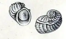 Sinezona cingulata