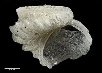 Sinezona laqueus