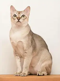 Zwarte gespikkelde cyper Singapura