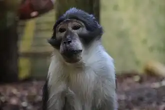 Witkruinmangabey
