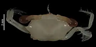 Singhaplax platypoda