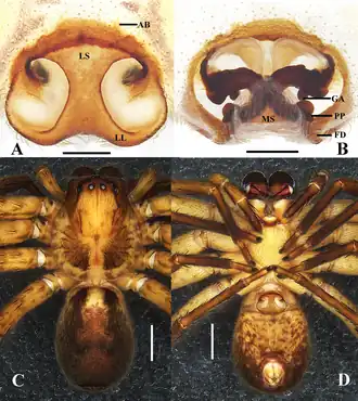 Sinopoda serpentembolus