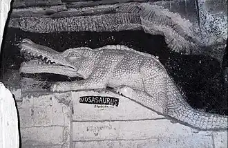 Mosasaurus (foto uit 1974)