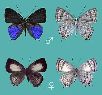 Sinthusa mindanensis