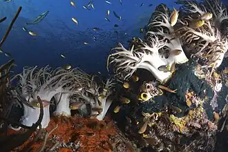 Sinularia flexibilis