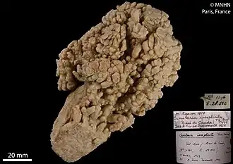 Sinularia inexplicita