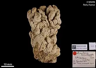 Sinularia microclavata