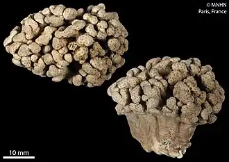 Sinularia microspiculata