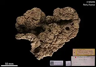 Sinularia ovispiculata