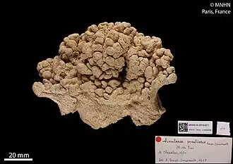 Sinularia peculiaris