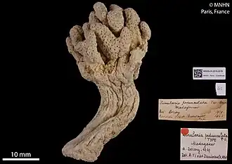 Sinularia pedunculata