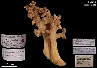 Sinularia querciformis