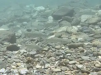 Spinibarbus hollandi