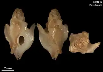 Siphonochelus longicornis