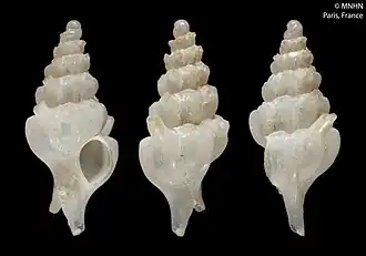 Siphonochelus stillacandidus