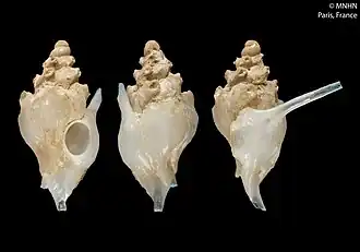 Siphonochelus unicornis