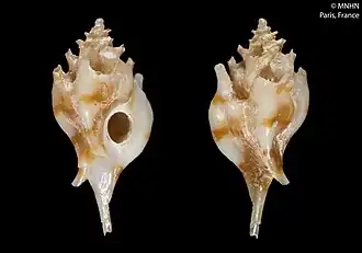 Siphonochelus wolffi