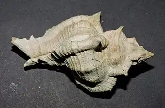 Siratus senegalensis