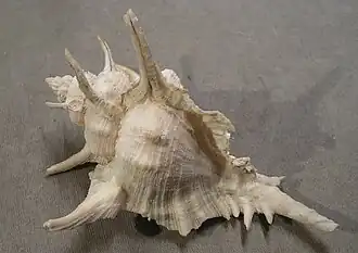 Siratus tenuivaricosus