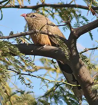 Indische malkoha