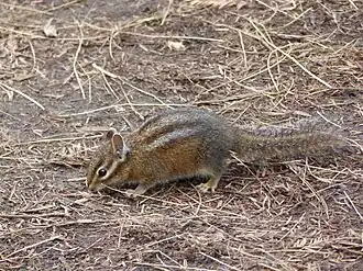 Siskiyou-chipmunk