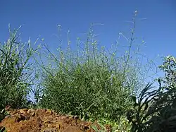 Bijna uitgebloeide plant