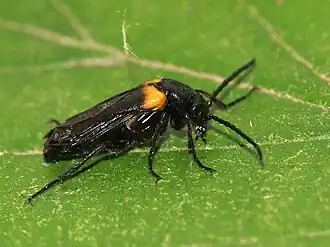 Sachembijenoliekever