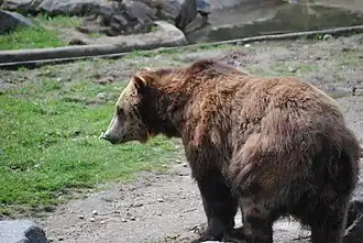 Ursus arctos sitkensis