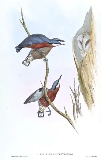 Kaneelbuikboomklever