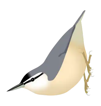 Algerijnse boomklever