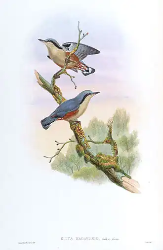 Kastanjebuikboomklever