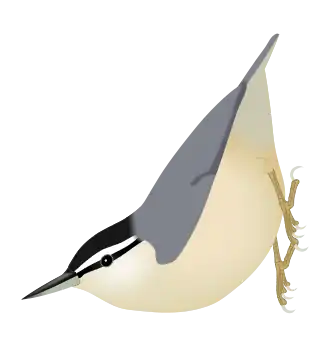 Corsicaanse boomklever