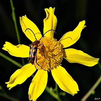 Strangalia sexnotata