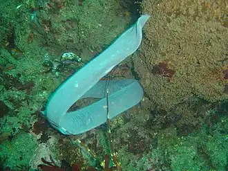 Eptatretus hexatrema