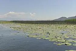 De associatie van witte waterlelie en gele plomp in contact met het riet-verbond
