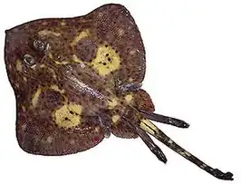 Bathyraja mariposa