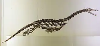 Nothosaurus