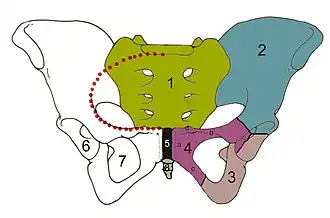 alt=Skelet van het bekken, vooraanzicht 1 = heiligbeen 2 = darmbeen 3 = zitbeen 4 = schaambeen 4a = corpus, 4b = ramus superior richting hoofd, 4c = ramus inferior aan staartzijde, 4d = tuberculum pubicum 5 = schaambeenvoeg 6 = heupkom 7 = foramen obturatum 8 = stuit rode stippellijn = linea terminalis
